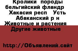 Кролики  породы бельгийский фландр. - Хакасия респ., Усть-Абаканский р-н Животные и растения » Другие животные   